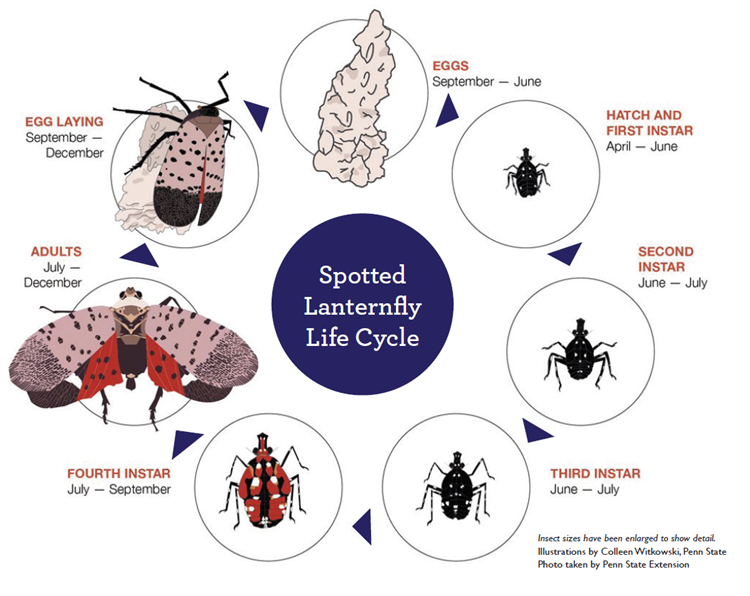 Life cycle of the spotted lanternfly